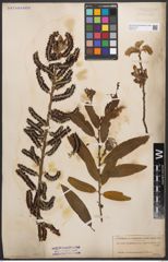 Foto von Salix canariensis C. Sm. ex Link